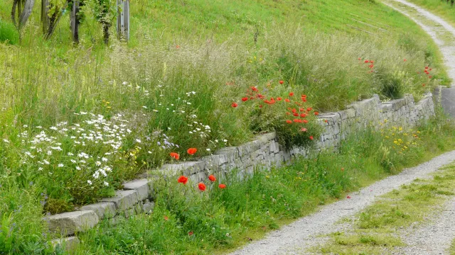 P1040502 (Foto: Ernst Roth) P1040502 (Foto: Ernst Roth)