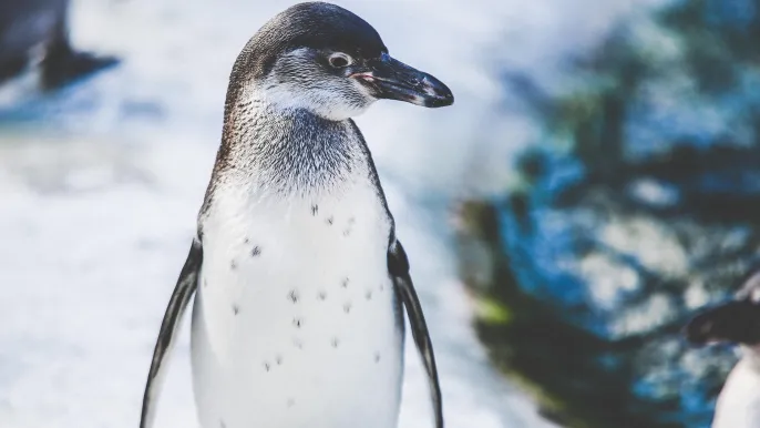 pexels-animal-1867125_1920 (Foto: Pexels) pexels-animal-1867125_1920 (Foto: Pexels)